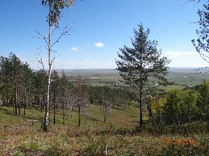 Экстенсивная модель лесопользования уже не устраивает